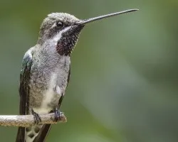 Heliomaster constantii