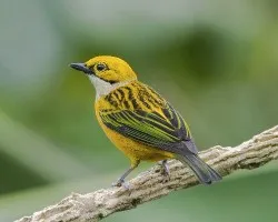 Tangara icterocephala