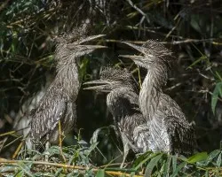 Nycticorax nycticorax