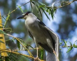 Nycticorax nycticorax