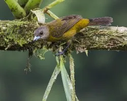 Ramphocelus passerinii