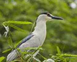 Nycticorax nycticorax