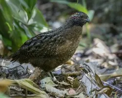 Odontophorus guttatus