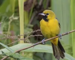 Icterus spurius
