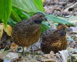 Odontophorus guttatus