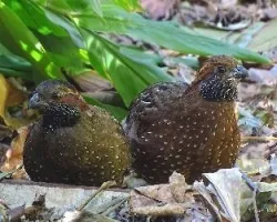 Odontophorus guttatus