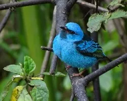 Dacnis cayana