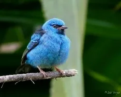 Dacnis cayana