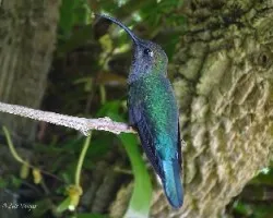 Campylopterus hemileucurus