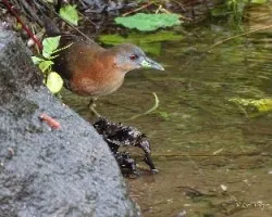 Laterallus albigularis