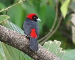 Ramphocelus sanguinolentus