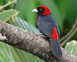 Ramphocelus sanguinolentus