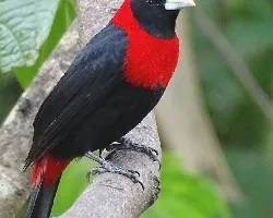 Ramphocelus sanguinolentus