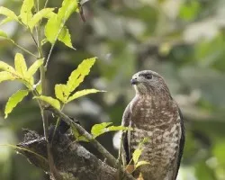 Buteo platypterus
