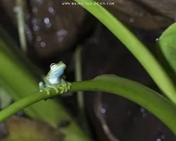 Sachatamia albomaculata