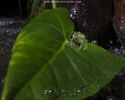 Sachatamia albomaculata