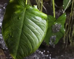 Sachatamia albomaculata