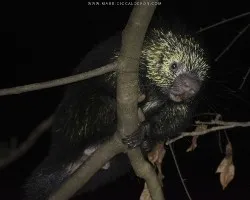 Sphiggurus mexicanus