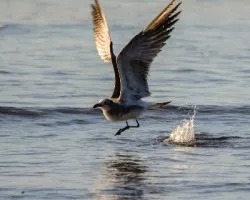 Leucophaeus atricilla