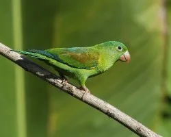 Brotogeris jugularis