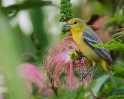 Icterus spurius