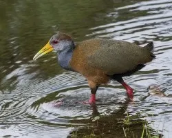 Aramidis cajanea