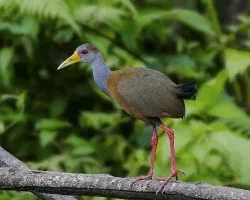 Aramidis cajanea