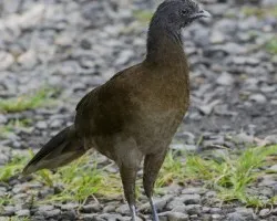 Ortalis cinereiceps
