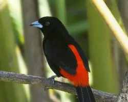 Ramphocelus passerinii