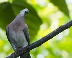 Patagioenas cayennensis