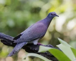 Patagioenas cayennensis