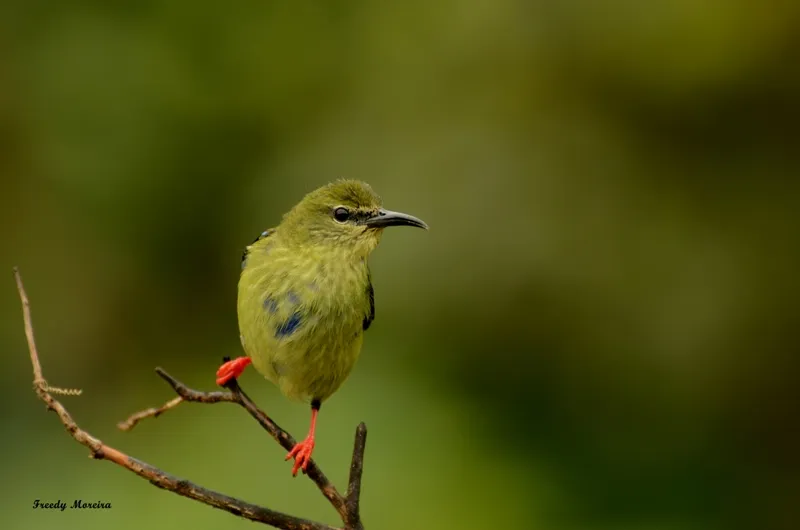 Aguas Claras De Upala