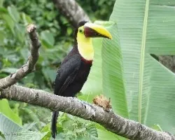 Ramphastos ambiguus