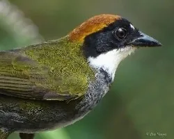 Arremon brunneinucha