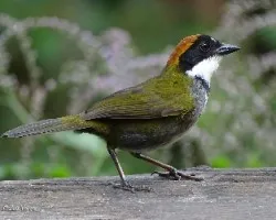 Arremon brunneinucha