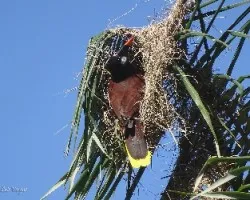 Psarocolius montezuma