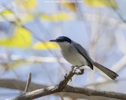 Polioptila albiloris