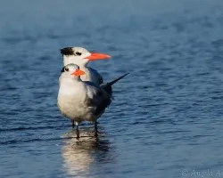 Hydroprogne caspia