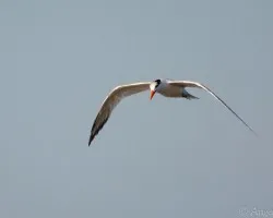 Hydroprogne caspia