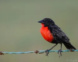 Sturnella militaris