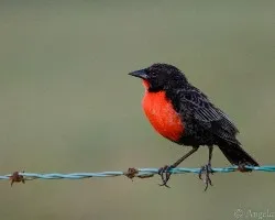 Sturnella militaris