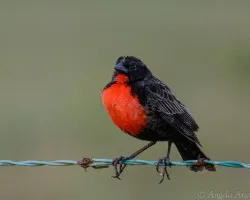 Sturnella militaris