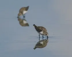 Calidris pusilla