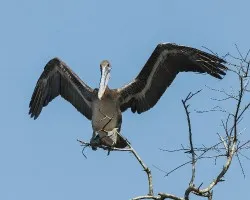 Pelecanus occidentalis