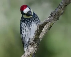 Melanerpes formicivorus