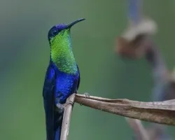 Thalurania colombica