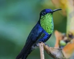 Thalurania colombica