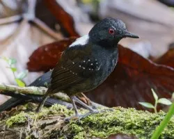 Myrmeciza laemosticta