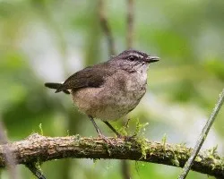 Phaeothlypis fulvicauda