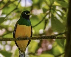 Trogon rufus